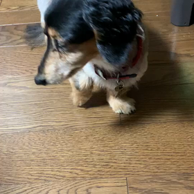 チャンプ　体調不良の画像