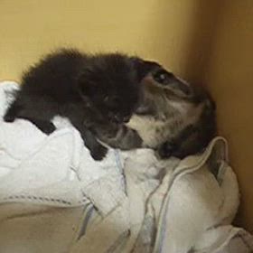 猫活③の画像
