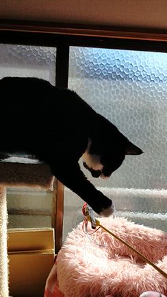 スズちゃん(*^-^*)の記事動画