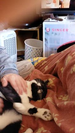 リトルキャッツのカレンダーが届きましたの記事動画