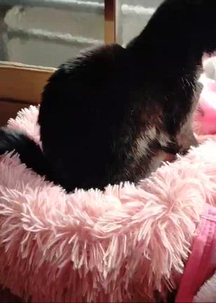 スズちゃん(*^-^*)の記事動画