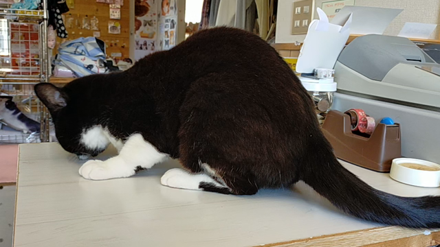 maribooさん家のりくちゃん人形　猫の手箸置きの記事動画