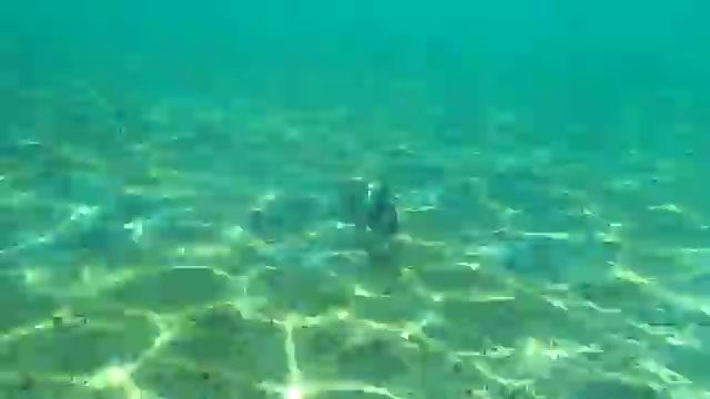 天然水族館の記事動画