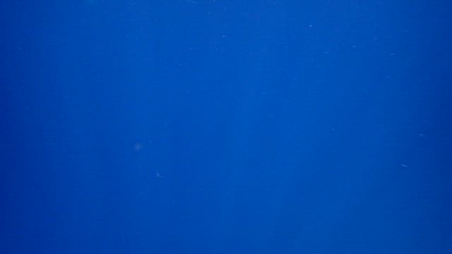 黒島〜ビーチマンタスノ！〜ダイビングサービスひでsunの記事動画