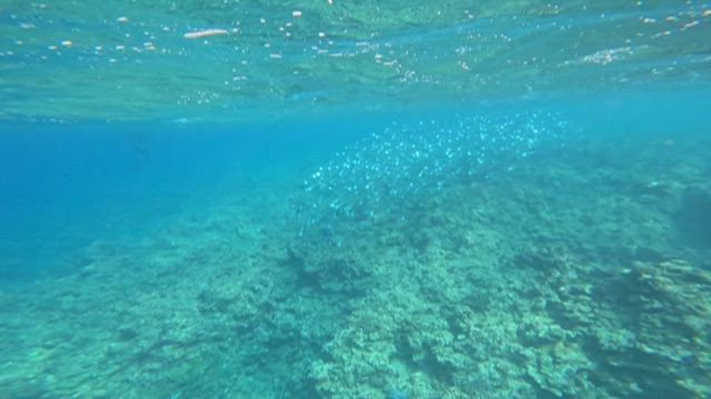黒島〜今日は撮影でした！〜ダイビングサービスひでsunの記事動画