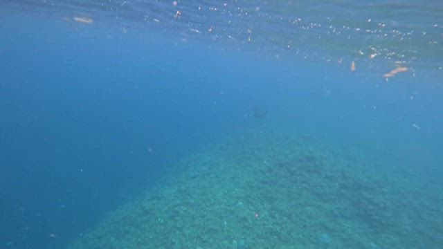 黒島〜ボートで行くマンタスノーケルツアー(激レア)〜ダイビングサービスひでsunの記事動画