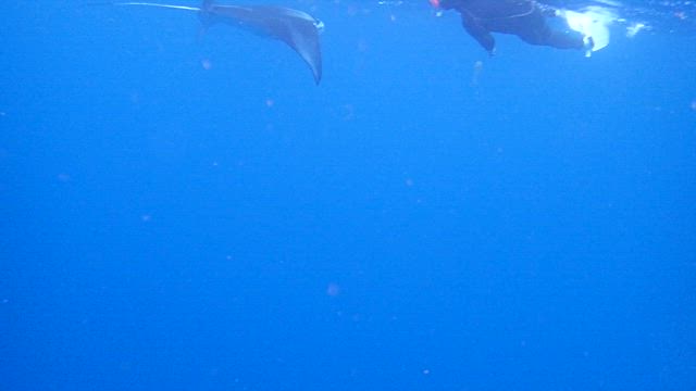 黒島〜ビーチマンタスノーケルツアー！〜ダイビングサービスひでsunの記事動画
