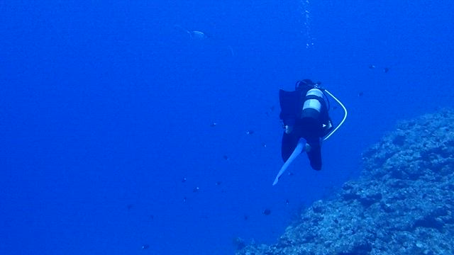黒島〜２０２５年１月１４日の海！〜ダイビングサービスひでsunの記事動画