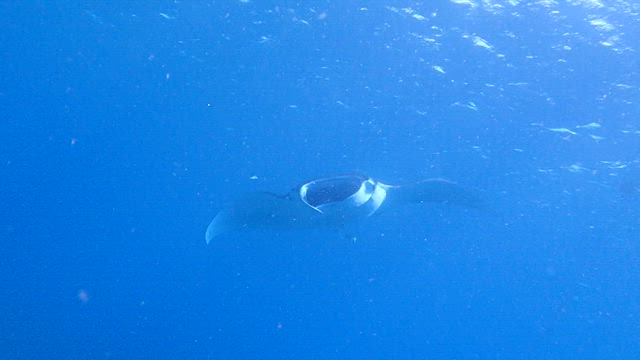 黒島〜久しぶりのダイビング！〜ダイビングサービスひでsunの記事動画