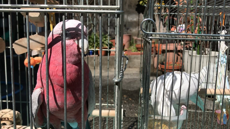 青空と鳥の記事動画