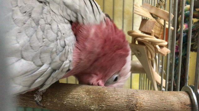 研ぐの記事動画