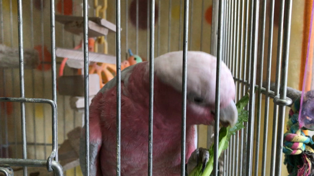 美味しい顔の記事動画