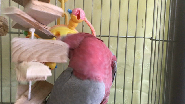 大切なオモチャの記事動画