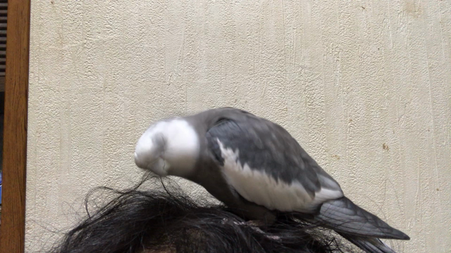 鳥の巣の記事動画