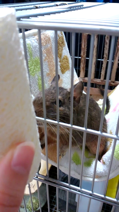 一応、ヘチマの玩具に興味はある☆の記事動画