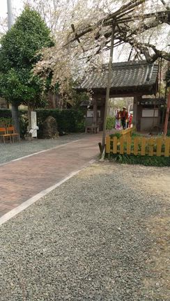 ＊源空院の桜（4月2日）＊の記事動画