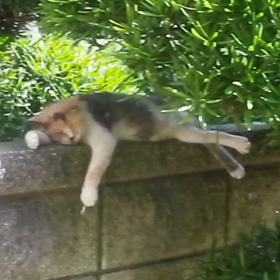 残暑おみまいの画像