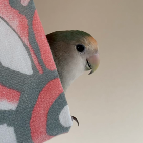 エナっ、て言いたい？エナピ|ボタンインコくるみ＆コザクラインコ パル・エナ成長記の画像