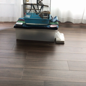 動画 ひとりでご機嫌くるみちゃんの画像