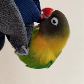 くるみファン？に送る|ボタンインコくるみ＆コザクラインコ パル・エナ成長記の画像