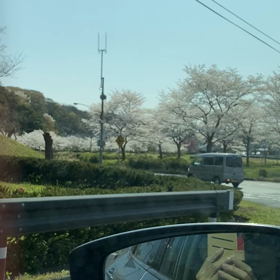 さくらの画像