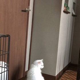 コロナジャンプの画像