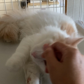 テンテン兄ちゃんとちゃおず(ちゃお)の画像