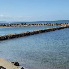やっと撮れたよ海の声の画像