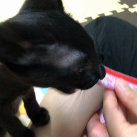 ちゅーるの画像
