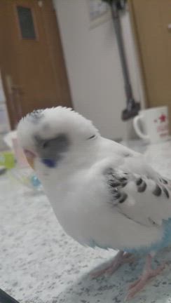 おもちゃ箱の記事動画