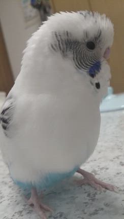 うちのインコの記事動画
