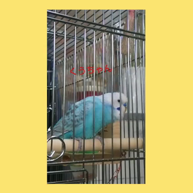 言えたの画像