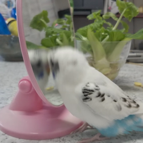 楽しげの画像