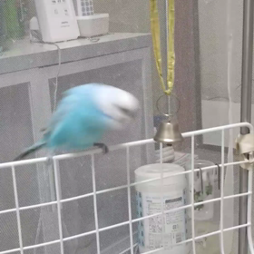当選祈願？の画像