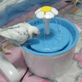 二回目の水浴びの画像