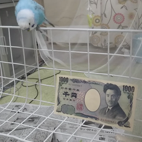 リンリンの画像