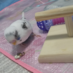 ごきげんの画像