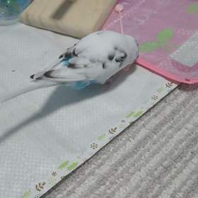 大人の画像