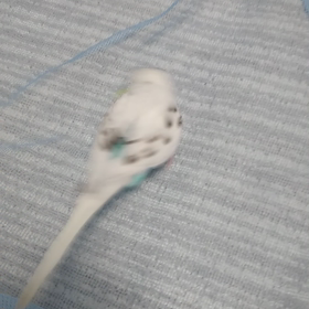 遊ぶの画像