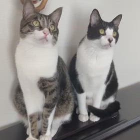 あっち見て〜こっち見ての画像