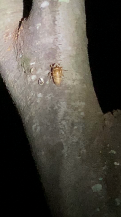 夜中の公園は神秘の世界？！の記事動画
