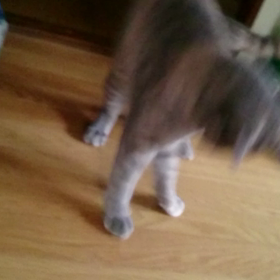 我が家の猫・・・の画像