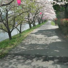 桜満開の画像