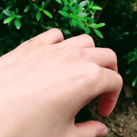 ちいさな尺取虫(しゃくとりむし)の画像