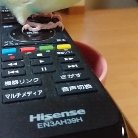 可愛いプリンちゃんの画像