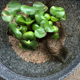 めだかの今日の画像