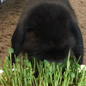 うさぎと豆苗の画像