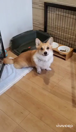 【感想】ハーブをかなりお気に入りみたいですの記事動画