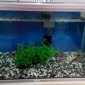 金魚さん。の画像