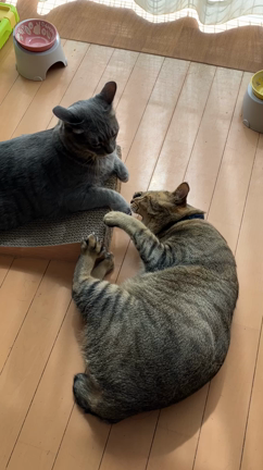 ネコの食への執着がひどい(´；ω；｀)の記事動画